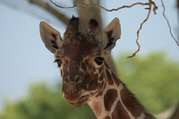 portrait of a giraffe