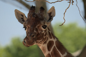 portrait of a giraffe