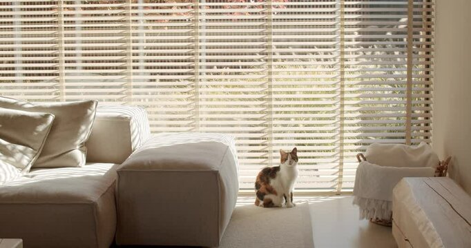 Calico cat sits calmly and observes through window blinds in a modern, minimalist living room. Sunlight streams in, illuminating the peaceful scene. The cat enjoys the warmth and views.