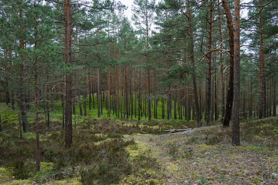 Pine forest on coastal Baltic dunes.