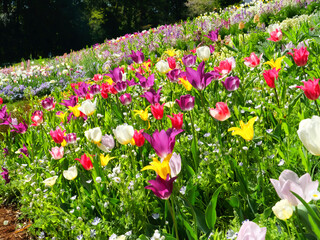 日本、神奈川県、春、花畑のチューリップ