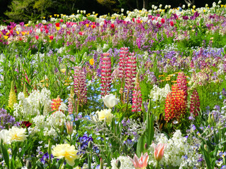 日本、神奈川県、春、花畑のルピナス