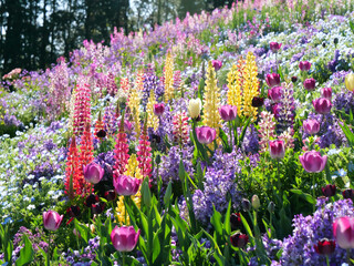 日本、神奈川県、春、花畑のルピナスとチューリップ