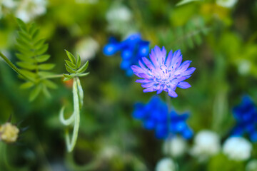 Cornflower in the green field