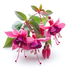 Vibrant fuchsia flowers cascading in an elegant natural arrangement with lush green foliage  creating a stunning display of botanical beauty and delicate floral design