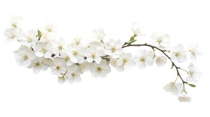 Almond flower with small white flowers and green leaves, Almond flower with small white flowers and greenness, Almond white flowers among green leaves, on a transparent backgrounds