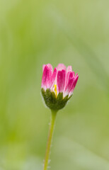 Bellis perennis upright, lonely daisy flower on the meadow vertical, pink daisy, blossom of daisies upright, close up of a white flowers, beautiful meadow with white pink blossoms © Rebecca