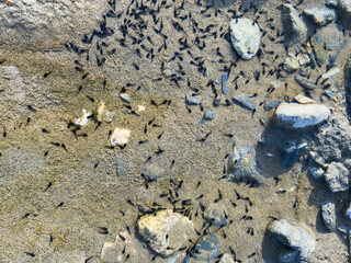 little tadpoles in the pond