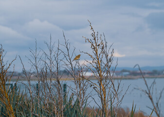 Sparrow bird in the bush 