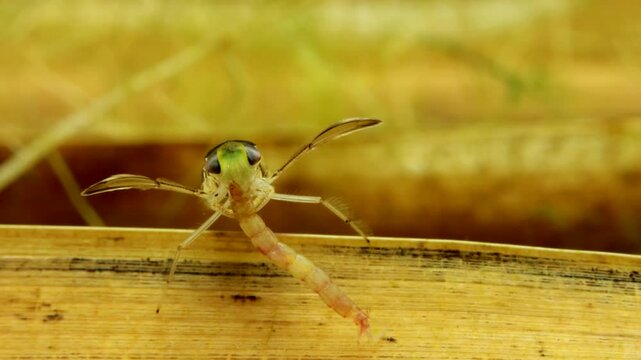 Adult Water Boatman (Cymatia americana) underwater in studio, feeding on a recently captured midge larva (Chironomidae), face-on view, macro close-up. 