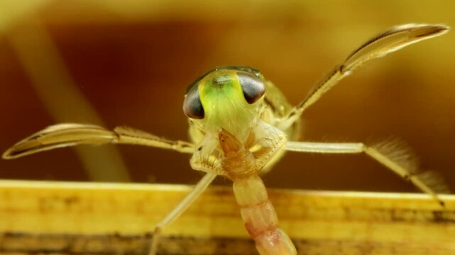 Adult Water Boatman (Cymatia americana) underwater in studio, feeding on a recently captured midge larva (Chironomidae), face-on view, extreme macro close-up. 
