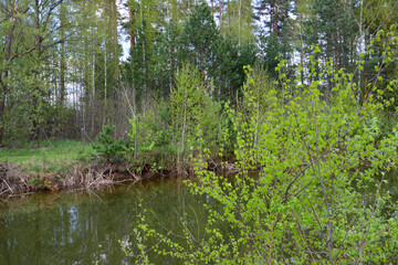 Obraz premium A river flowing through a lush green forest in springtime