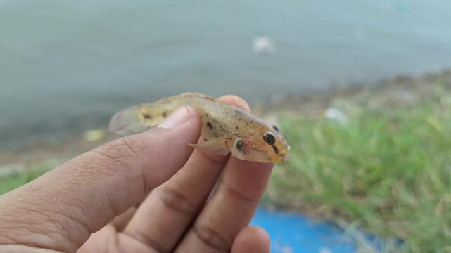 A small mudskipper (Periophthalmus sp.) is gently held in a person's hand with a river estuary in the background