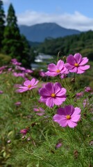 Field of Pink Cosmos Flowers Blossoming on a Sunny Day with Mountain Views