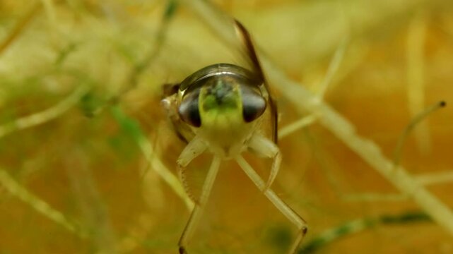 Adult Water Boatman (Cymatia americana) underwater in studio, showing grooming behavior, extreme macro close-up, face-on view. 