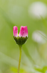 lonely daisy flower on the meadow vertical, pink daisy, blossom of daisies upright, close up of a white flowers, beautiful meadow with white pink blossoms, Bellis perennis upright