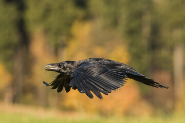 Common raven (Corvus corax) glides low across a forest clearing. The bird soars powerfully above the meadow edge. The glowing autumn colors create a dynamic contrast with its glossy black plumage.