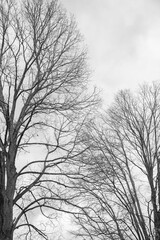 silhouette of a tree
