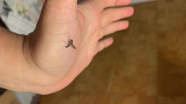 mosquito on hand, vertical video