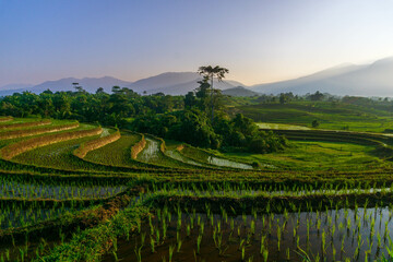 Obraz premium Beautiful morning view indonesia Panorama Landscape paddy fields with beauty color and sky natural light