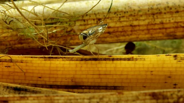 Adult Water Boatman (Cymatia americana) underwater in studio, feeding on a midge larva (Chironomidae), chironomid is partly consumed, plastron reflecting like a mirror, moderate close-up. 