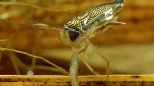 Adult Water Boatman (Cymatia americana) underwater in studio, feeding on a midge larva (Chironomidae), chironomid is partly consumed, plastron reflecting like a mirror, macro close-up. 