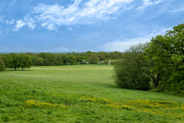 Green fields and trees in open parkland
