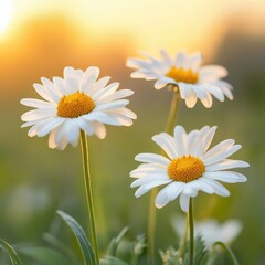 White daisy flower blossoms in bloom