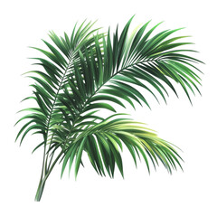 lush green palm fronds tropical