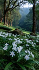 Obraz premium White Flowers Bloom in Lush Forest Garden