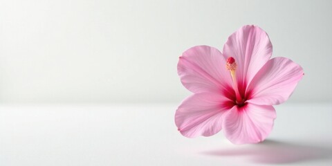 Obraz premium Delicate Pink Hibiscus Blossom on a Smooth White Surface, a Symbol of Tranquility and Natural Beauty