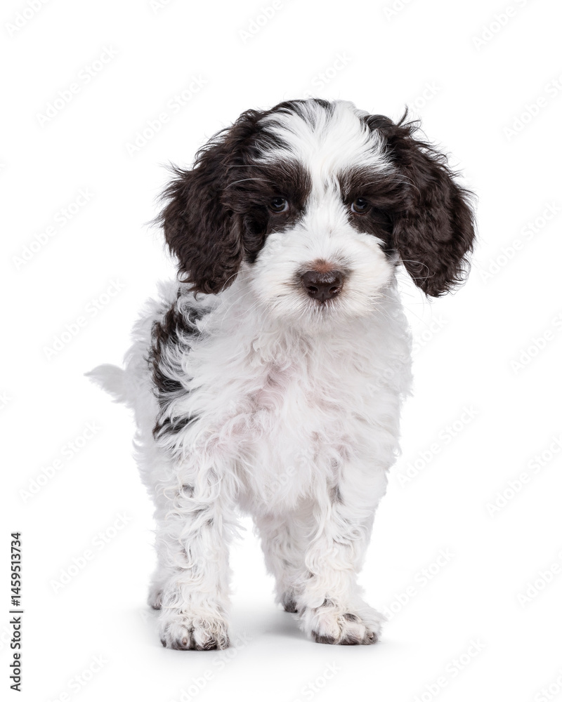 Poster adorable labradoodle puppy, standing up facing front. looking towards camera. isolated on a white ba
