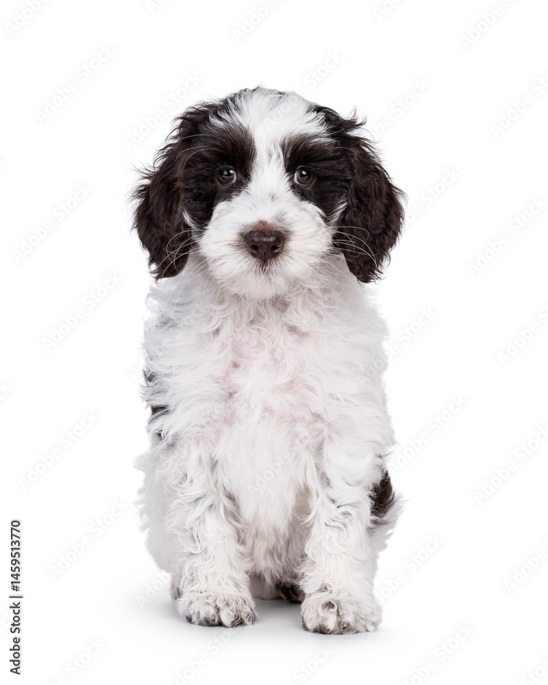 Poster adorable labradoodle puppy, sitting up facing front. looking towards camera. isolated on a white bac
