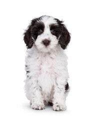 Adorable labradoodle puppy, sitting up facing front. Looking towards camera. Isolated on a white background.