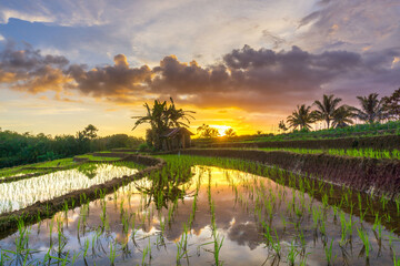 Beautiful morning view indonesia Panorama Landscape paddy fields with beauty color and sky natural light