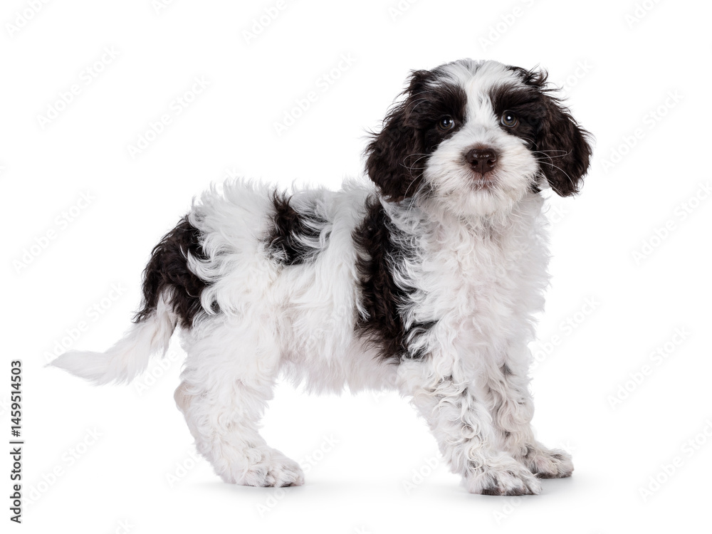 Poster adorable labradoodle puppy, standing up side ways. looking towards camera. isolated on a white backg