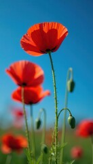 Obraz premium Close-up of scarlet poppies set against a deep blue sky , vibrant, blue