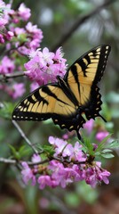 Fototapeta premium Eastern tiger swallowtail butterfly feeding on pink rhododendron flowers in a natural outdoor setting, spring wildflower blooms
