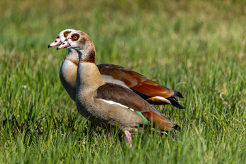 Ein Nilgans Pärchen mit kleinen Küken