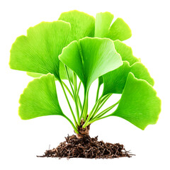 Fresh Green Ginkgo Biloba Plant with Vibrant Leaves and Healthy Soil Base