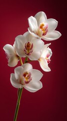 Captivating close-up of stunning white orchids, showcasing their beauty against a rich red backdrop.