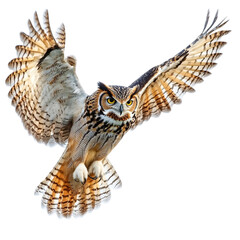 great horned owl in flight © nameera_juwairiya