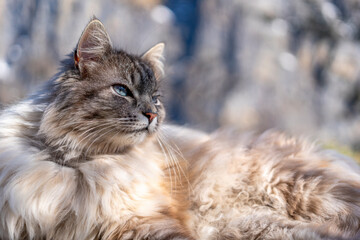 Sibirische Wildkatze © jsr548
