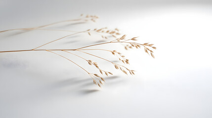 Obraz premium Delicate barley ears, finely structured, placed with precision on a clean, white background.
