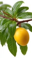 Single Yellow Loquat Fruit Hanging from Branch with Fresh Green Leaves Isolated on White