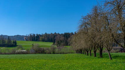 Obraz premium Greifensee - Schweiz