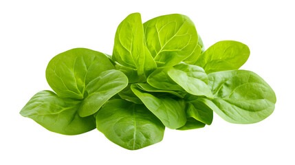 Obraz premium A detailed depiction of sorrel leaves, bright green and fresh, isolated on white background