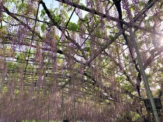 旬の終わりかけの藤の花。早朝の大長藤。