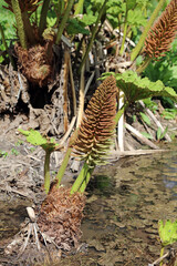 Chilean rhubarb flower starting to grow in spring, Derbyshire England
