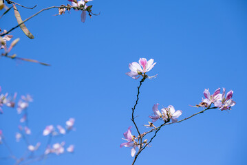 pink flower